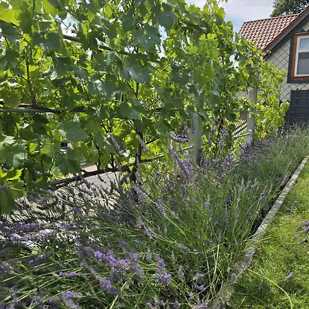 Διαμέρισμα Beckurts 1 Wernigerode